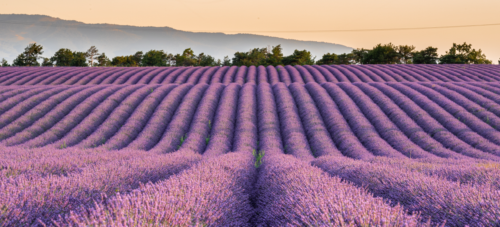 Lavendar fields in Provence